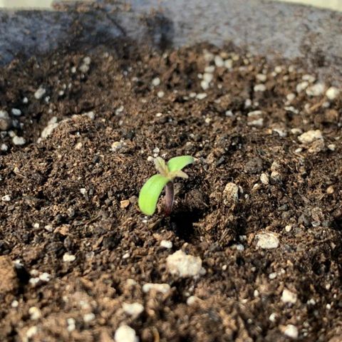 AutoXtreme Sandita growlog timeline photo