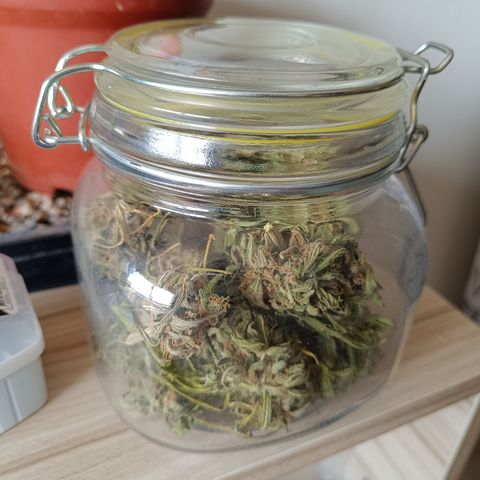 Magnum Sandita growlog timeline photo