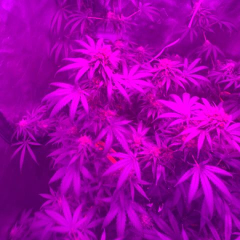 Jack 47 F1 by Gólaga growlog timeline photo
