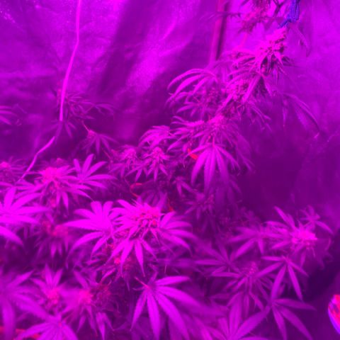 Jack 47 F1 by Gólaga growlog timeline photo