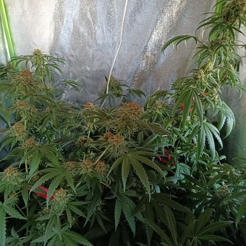 Jack 47 F1 by Gólaga growlog timeline photo