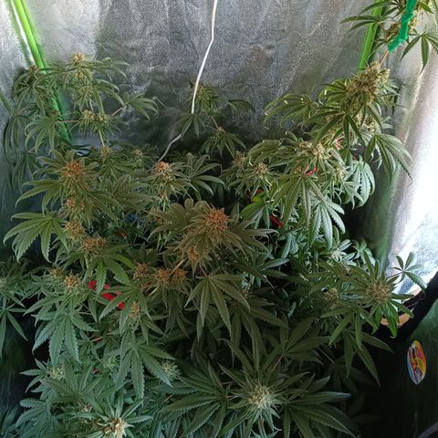 Jack 47 F1 by Gólaga growlog timeline photo