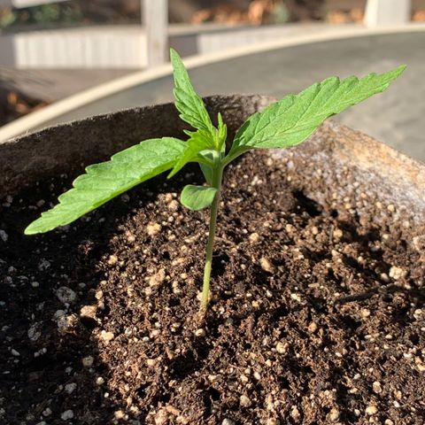 AutoXtreme Sandita growlog timeline photo