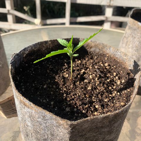 AutoXtreme Sandita growlog timeline photo