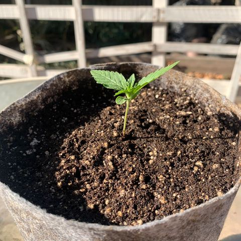 AutoXtreme Sandita growlog timeline photo