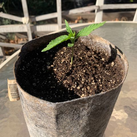 AutoXtreme Sandita growlog timeline photo