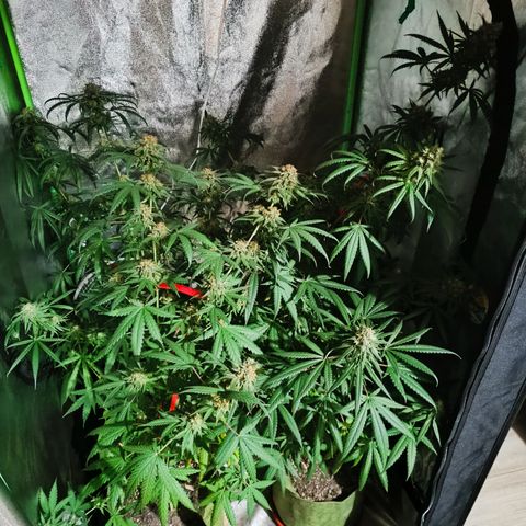 Jack 47 F1 by Gólaga growlog timeline photo