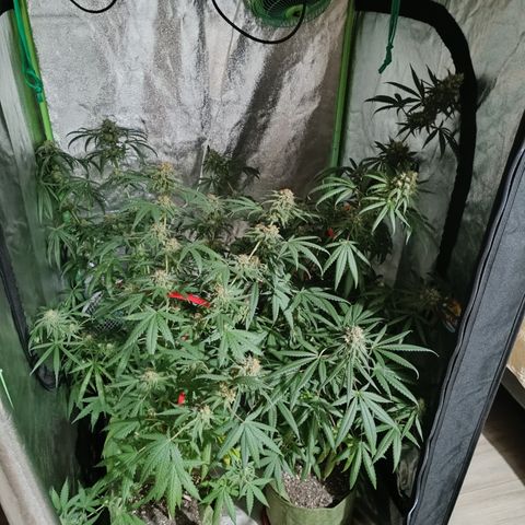 Jack 47 F1 by Gólaga growlog timeline photo