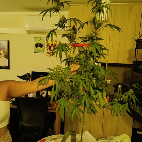 Jack 47 F1 by Gólaga growlog timeline photo