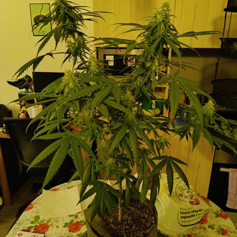 Jack 47 F1 by Gólaga growlog timeline photo