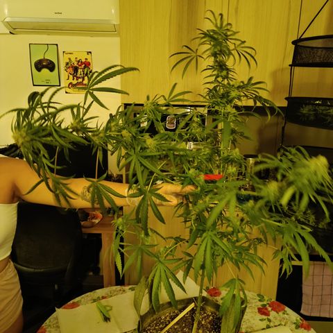 Jack 47 F1 by Gólaga growlog timeline photo