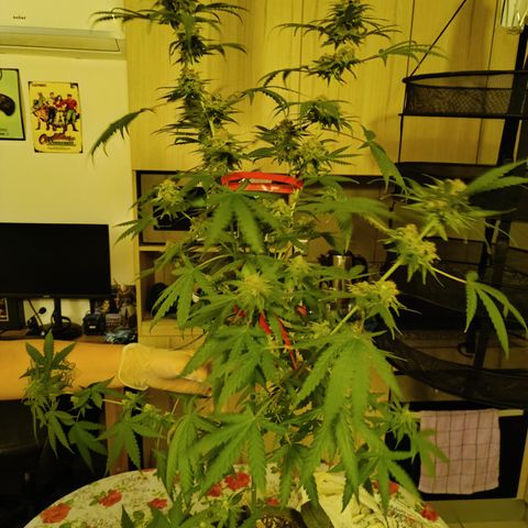 Jack 47 F1 by Gólaga growlog timeline photo