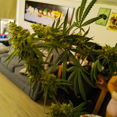 Jack 47 F1 by Gólaga growlog timeline photo