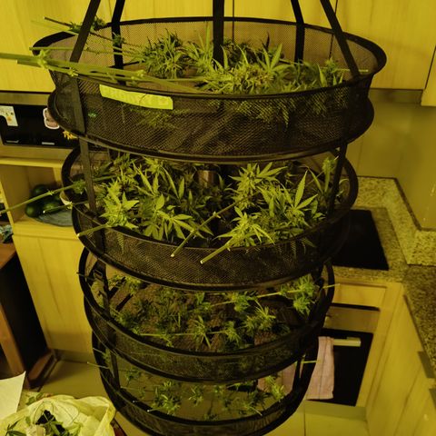 Jack 47 F1 by Gólaga growlog timeline photo