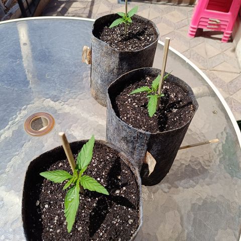 AutoXtreme Sandita growlog timeline photo