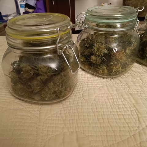 Jack 47 F1 by Gólaga growlog timeline photo