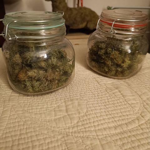 Jack 47 F1 by Gólaga growlog timeline photo