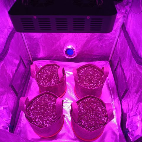 Delirium Moby FV by Gólaga growlog timeline photo