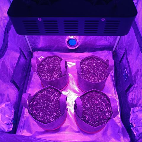 Delirium Moby FV by Gólaga growlog timeline photo