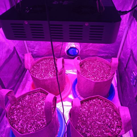 Delirium Moby FV by Gólaga growlog timeline photo