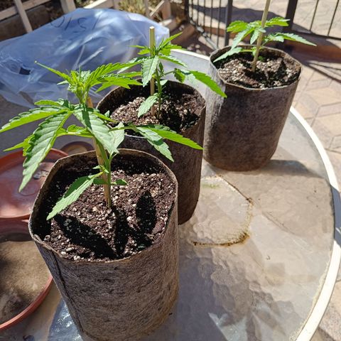 AutoXtreme Sandita growlog timeline photo
