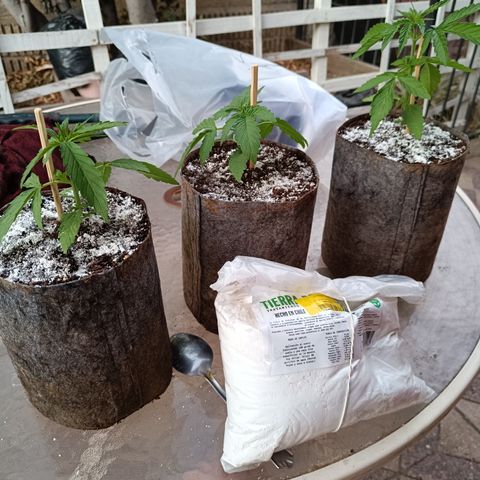 AutoXtreme Sandita growlog timeline photo