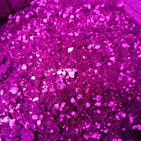 Delirium Moby FV by Gólaga growlog photo: 1st place.