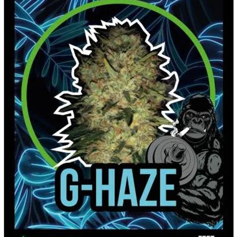 G-Haze FV by Gólaga growlog timeline photo