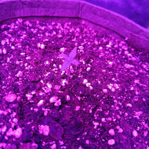 Delirium Moby FV by Gólaga growlog timeline photo