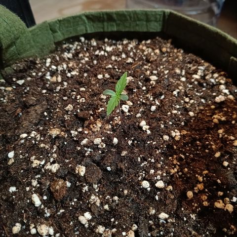 Delirium Moby FV by Gólaga growlog timeline photo
