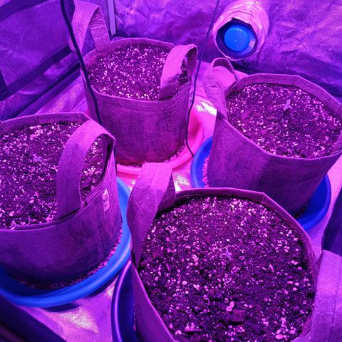 Delirium Moby FV by Gólaga growlog timeline photo