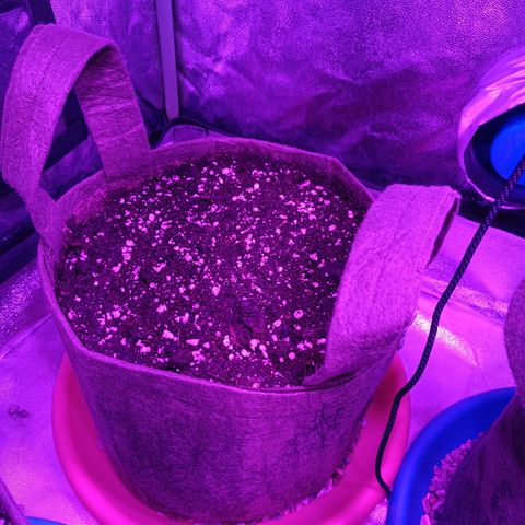 G-Haze FV by Gólaga growlog timeline photo