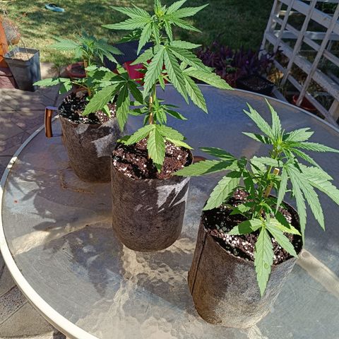AutoXtreme Sandita growlog timeline photo