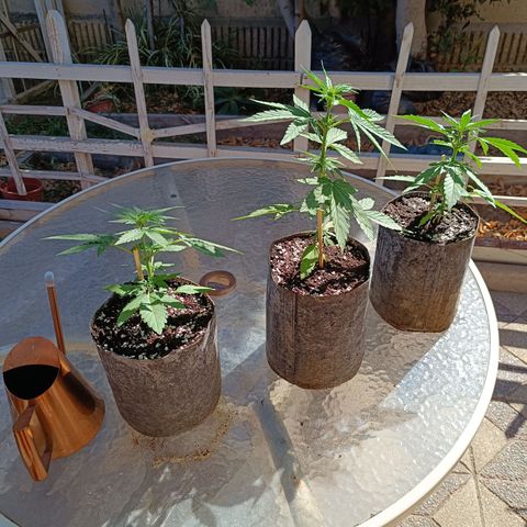 AutoXtreme Sandita growlog timeline photo