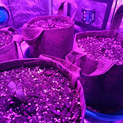 Delirium Moby FV by Gólaga growlog timeline photo