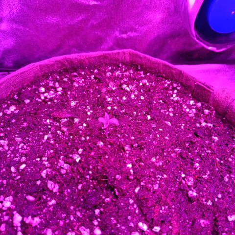 G-Haze FV by Gólaga growlog timeline photo