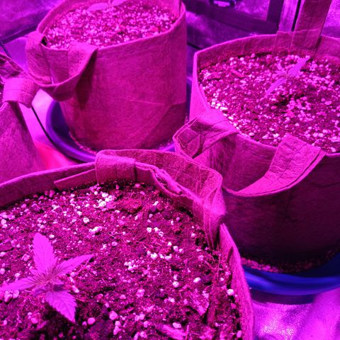 Delirium Moby FV by Gólaga growlog timeline photo