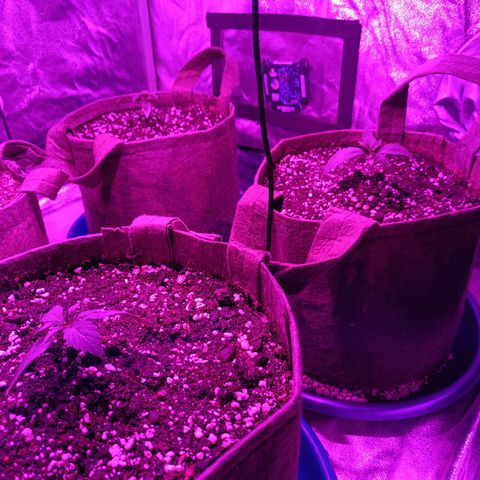 Delirium Moby FV by Gólaga growlog timeline photo