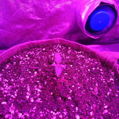 G-Haze FV by Gólaga growlog timeline photo