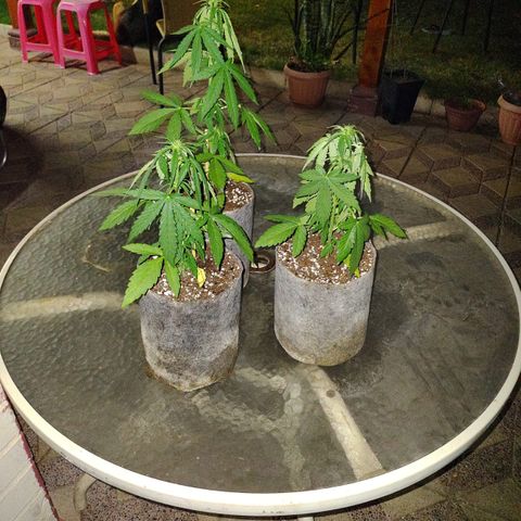 AutoXtreme Sandita growlog timeline photo