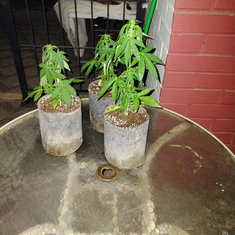 AutoXtreme Sandita growlog timeline photo
