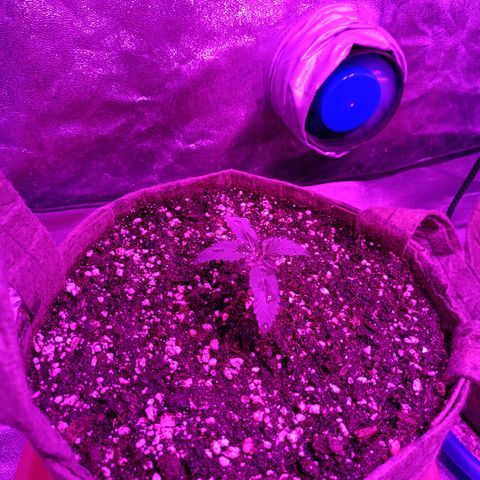 G-Haze FV by Gólaga growlog timeline photo