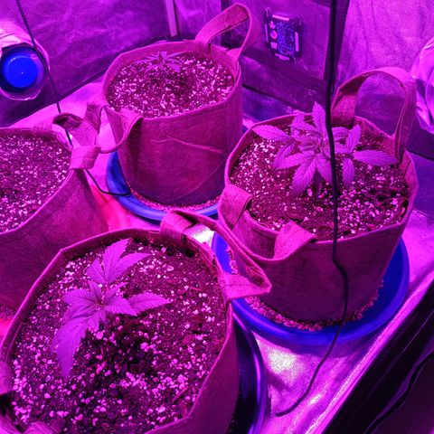 Delirium Moby FV by Gólaga growlog timeline photo