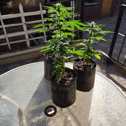 AutoXtreme Sandita growlog timeline photo