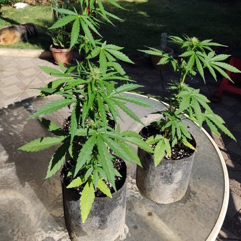 AutoXtreme Sandita growlog timeline photo