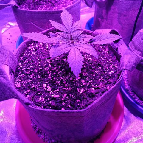 G-Haze FV by Gólaga growlog timeline photo