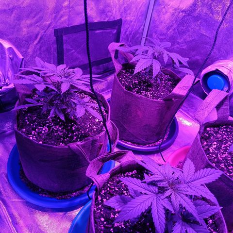 Delirium Moby FV by Gólaga growlog timeline photo