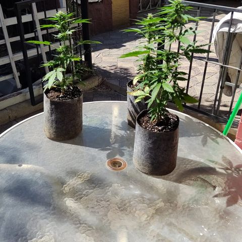 AutoXtreme Sandita growlog timeline photo