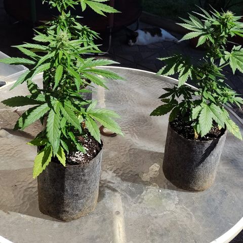AutoXtreme Sandita growlog timeline photo
