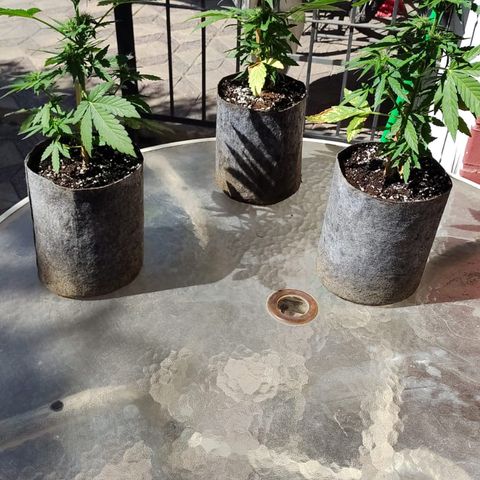 AutoXtreme Sandita growlog timeline photo